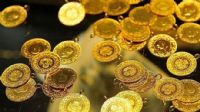 Bu hafta en çok altın kazandırdı Bu hafta en çok altın kazandırdı